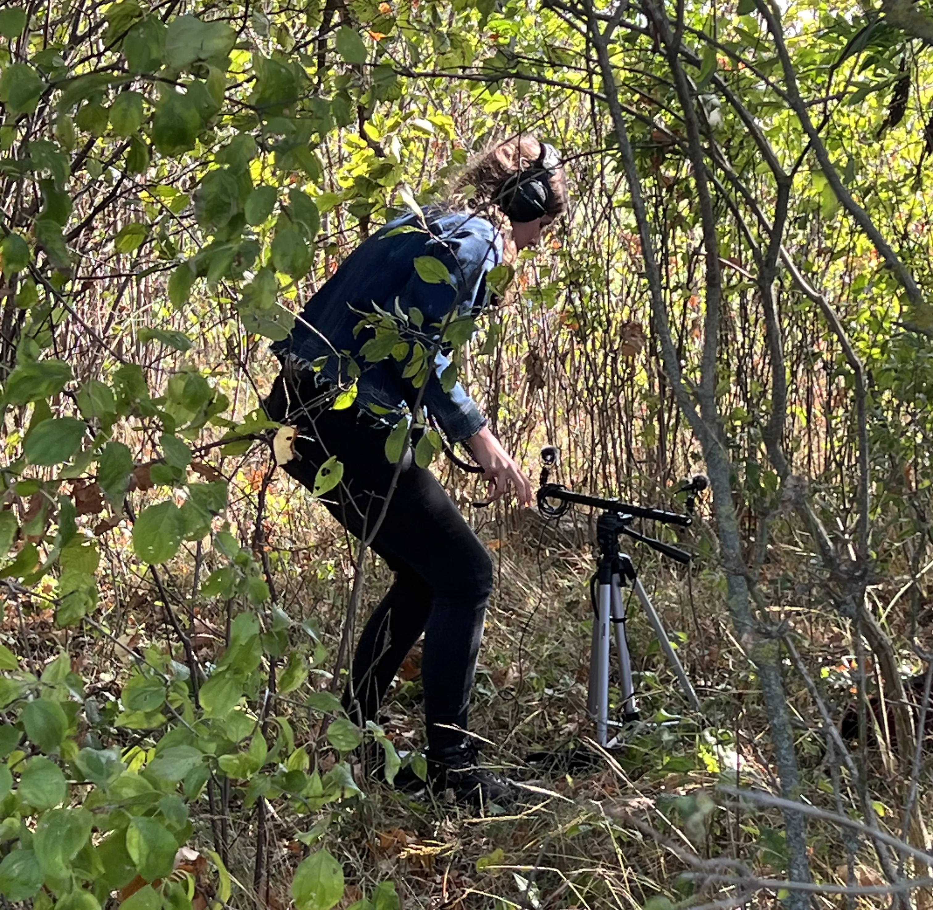 Field Recording - Forest